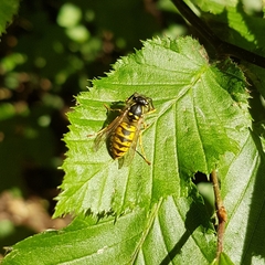 Vespula vulgaris