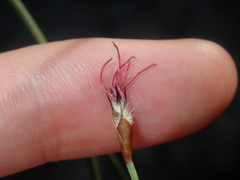 Lepidobolus preissianus