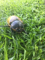 Dynastes hyllus