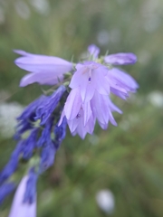 Campanula bononiensis