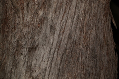 Eucalyptus baileyana