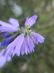 Campanula bononiensis