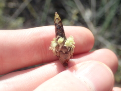 Ecdeiocolea monostachya