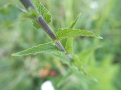 Campanula bononiensis
