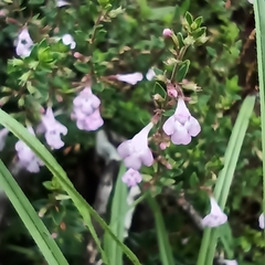 Micromeria biflora