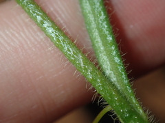 Scaevola phlebopetala