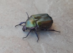 Protaetia cuprea obscura