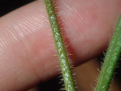 Scaevola phlebopetala