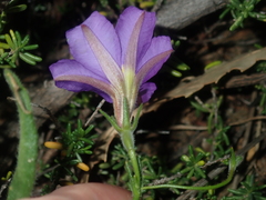 Scaevola phlebopetala