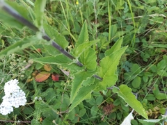 Campanula bononiensis
