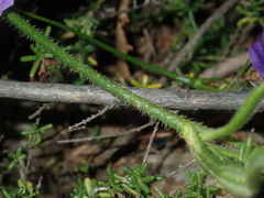 Scaevola phlebopetala