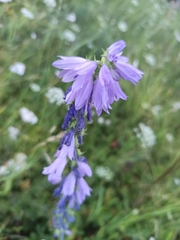Campanula bononiensis