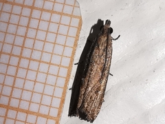 Bactra venosana