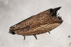 Bactra venosana