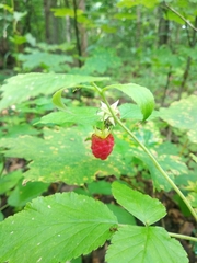 Rubus idaeus