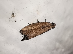 Bactra venosana