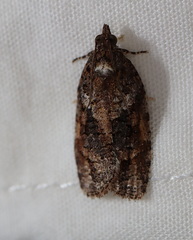 Thrincophora signigerana