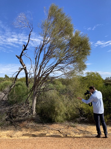 Hummock Honey-myrtle (Melaleuca eleuterostachya)