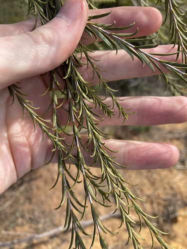 Image of Melaleuca eleuterostachya by (c) Thomas Mesaglio, some rights reserved (CC BY)