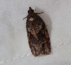 Thrincophora signigerana
