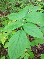 Rubus idaeus