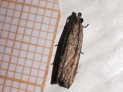 Bactra venosana
