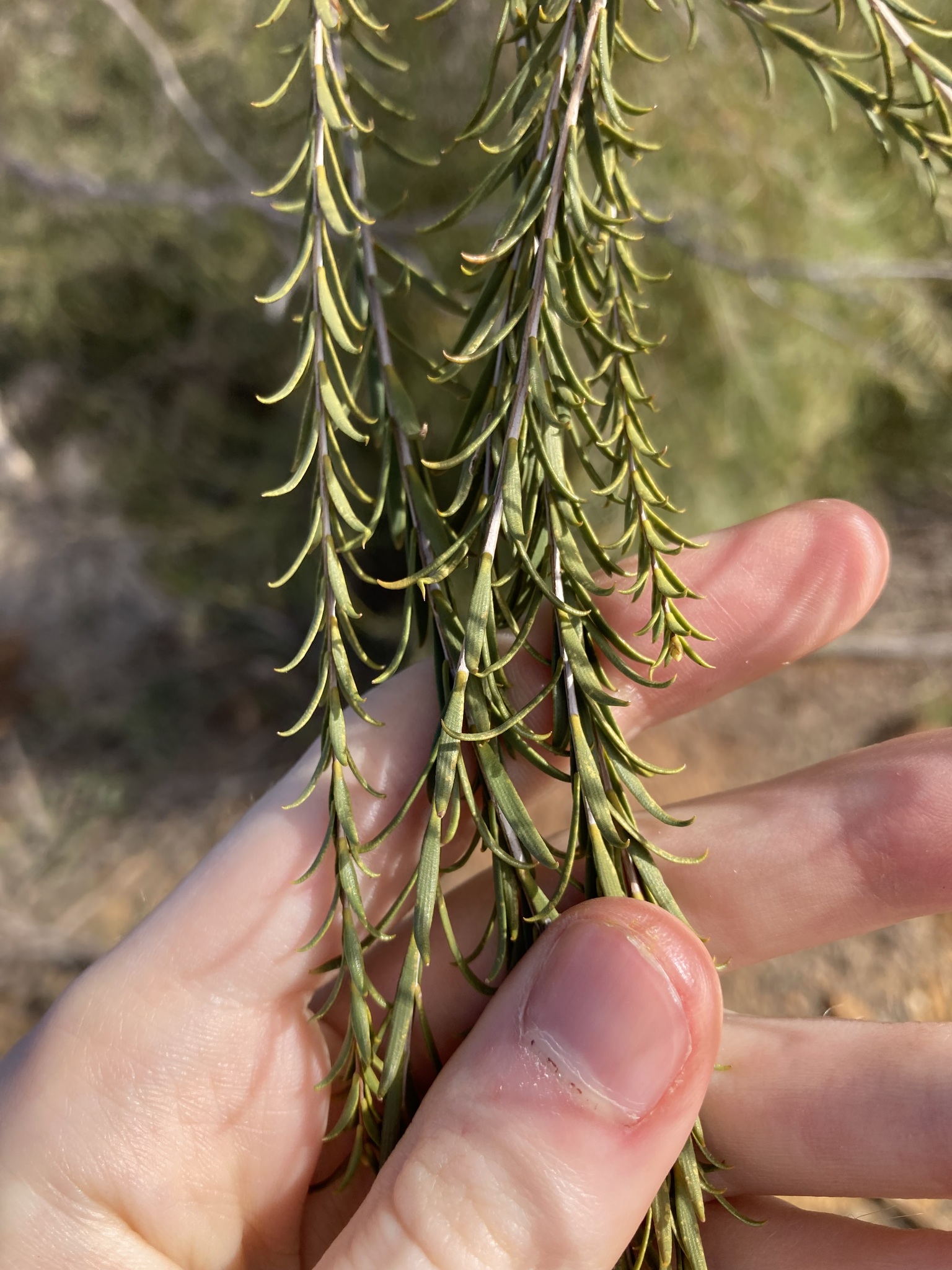 Melaleuca eleuterostachya