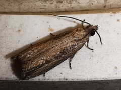Bactra venosana