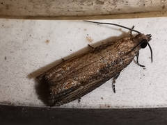 Bactra venosana
