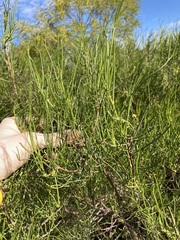 Chamelaucium marchantii