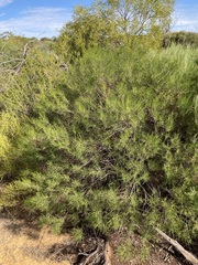 Chamelaucium marchantii