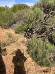 Anthocercis ilicifolia