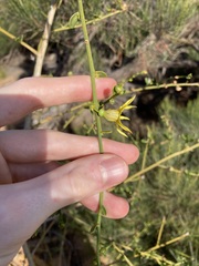 Anthocercis ilicifolia