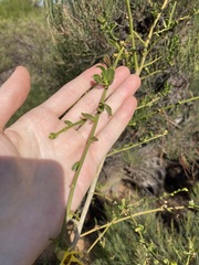 Anthocercis ilicifolia
