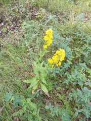 Solidago virgaurea