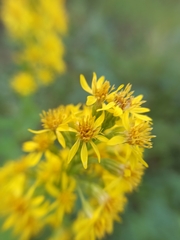 Solidago virgaurea