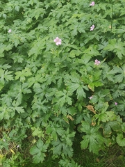 Geranium endressii