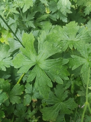 Geranium endressii