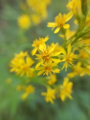Solidago virgaurea