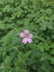 Geranium endressii