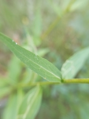 Solidago virgaurea