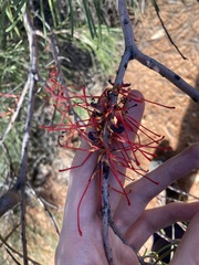 Hakea orthorrhyncha