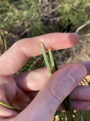 Hakea orthorrhyncha