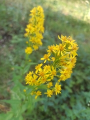 Solidago virgaurea