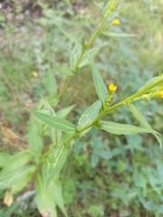 Solidago virgaurea