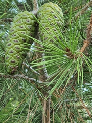 Pinus halepensis