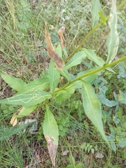 Solidago virgaurea