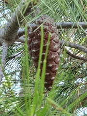 Pinus halepensis