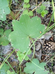 Alchemilla