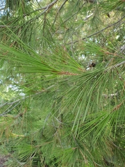 Pinus halepensis